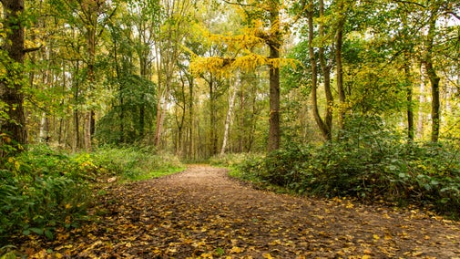 A view of a path through the woodland with golden trees and autumnal leaves on the ground.